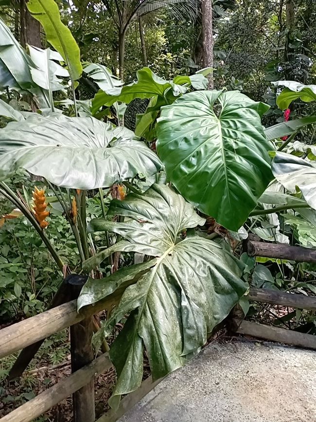 Wie im botanischen Garten