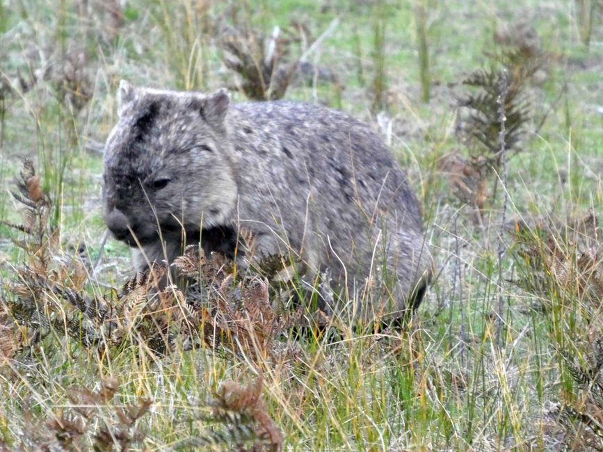 Melbourne - Wilsons-Promontory-Nationalpark