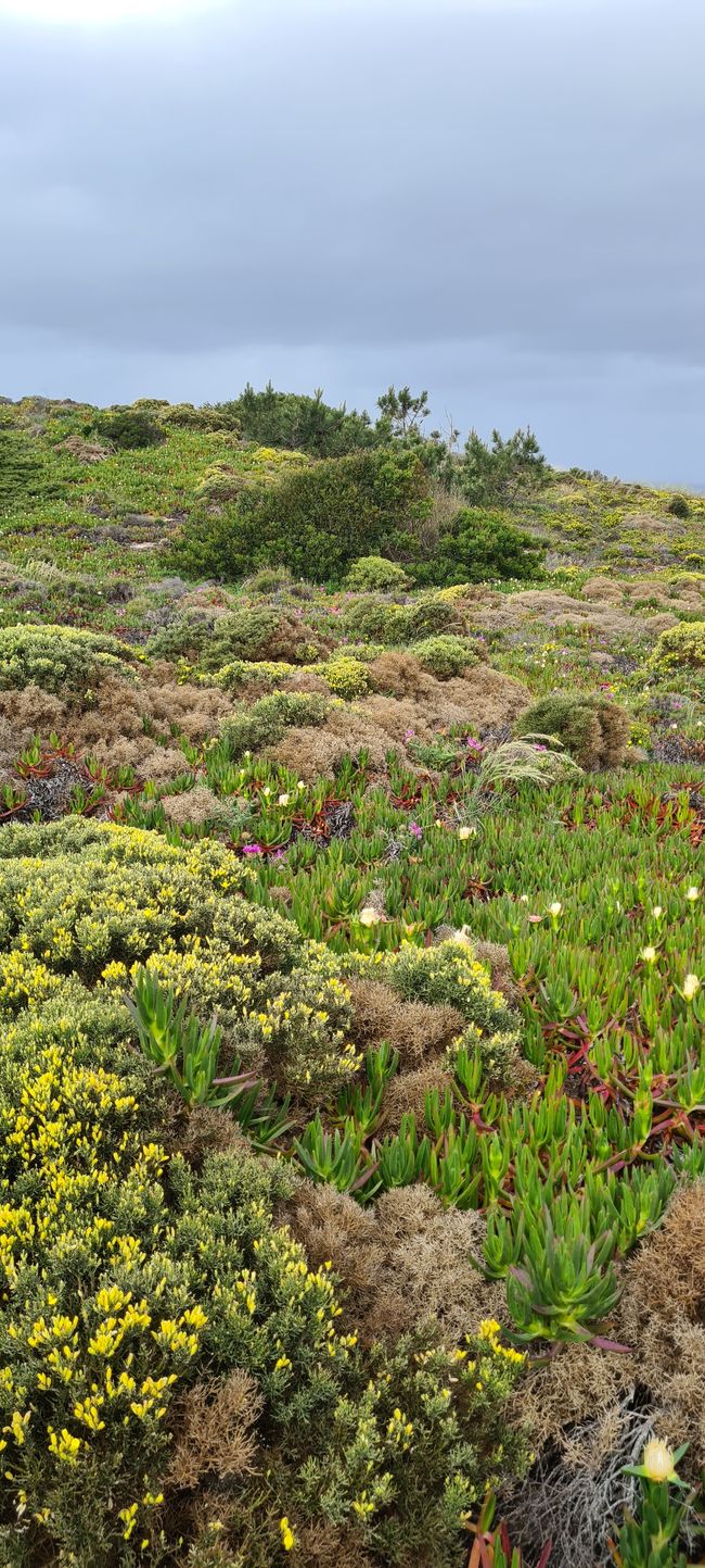 6. Etapa Praia de Odeceixe - Monte Clerigo