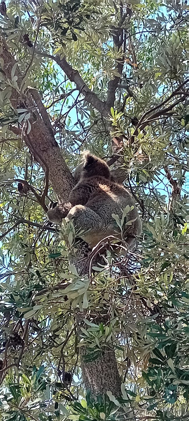 Tarra Bulga & Raymond Island