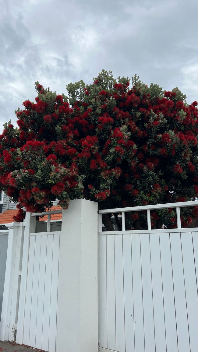 Pohutukawa - der neuseeländische Weihnachtsbaum