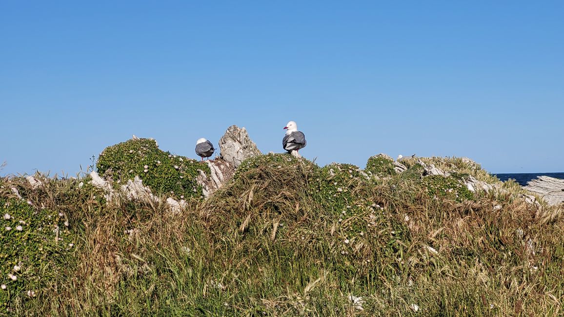 "Animal Watching" in Kaikoura – Part One