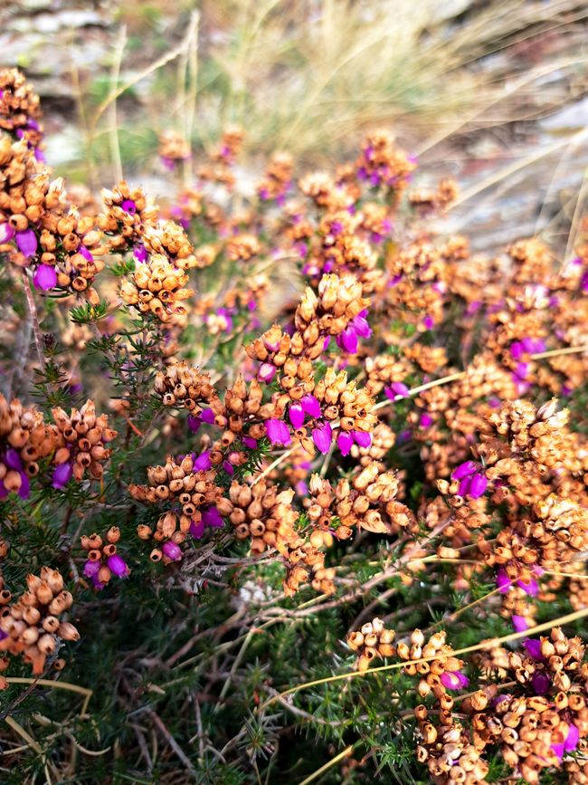 Blühende Grau-Heide