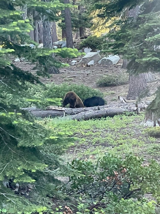 The bears 🐻