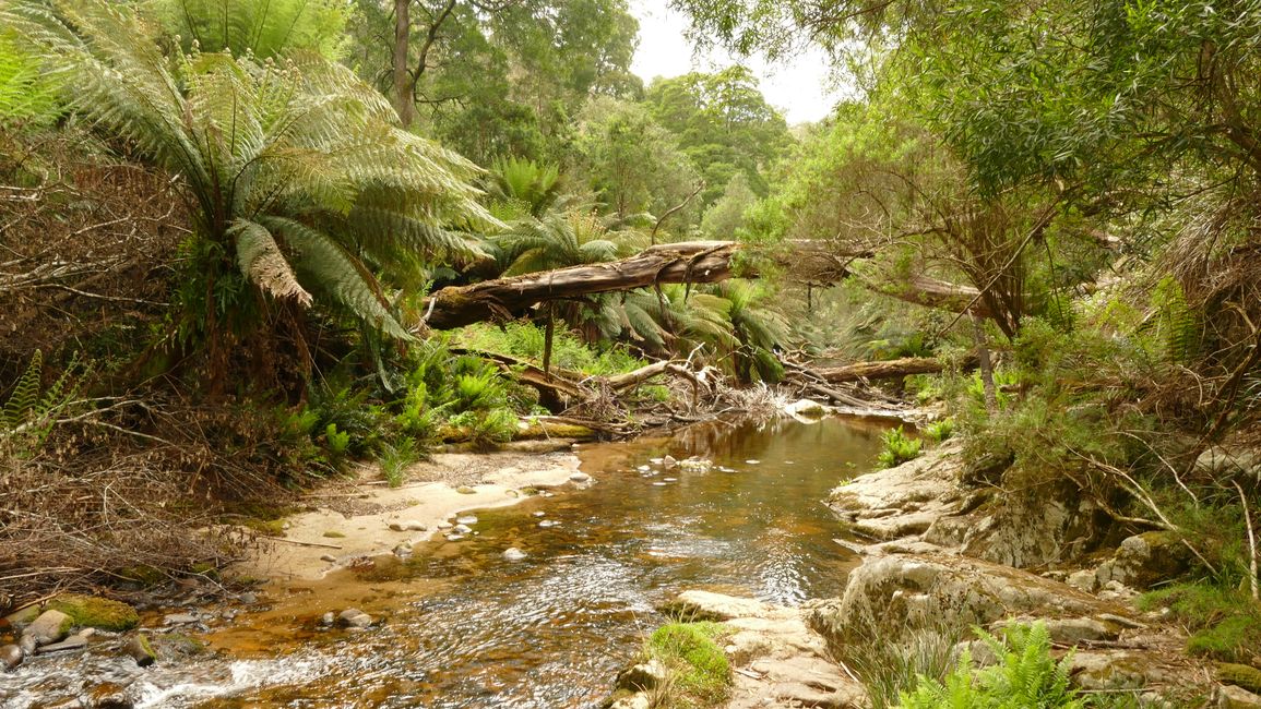 - Singapur & Tasmania 2019 -