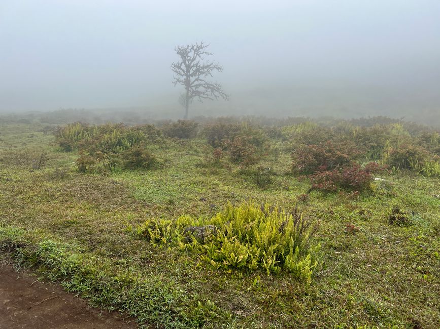 … nun wurde auch die Vegetation immer spärlicher,