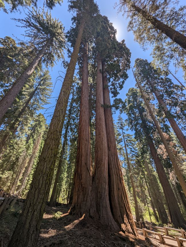 Parc national de Séquoia - Forêt géante