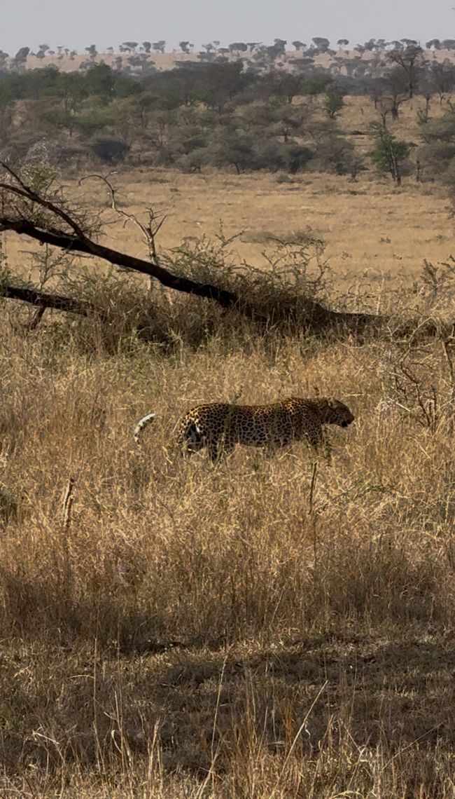 Serengeti Teil 3 - Die Rückkehr der Serengeti-Ritter