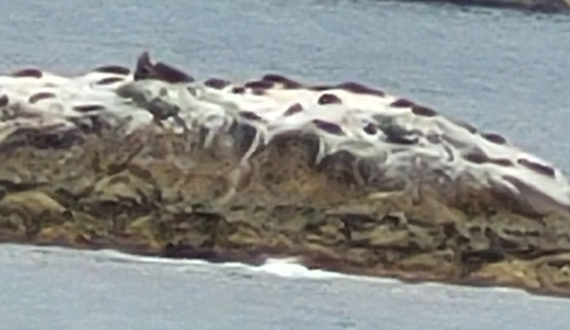 Tag 85 von 175: Kreuzfahrt rund um die Welt  - Routenänderung  wegen der Wetterbedingungen  - Kreuzen im Dusky Sound und Breaksea Sound/Neuseeland