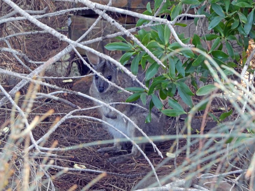 Wallaby