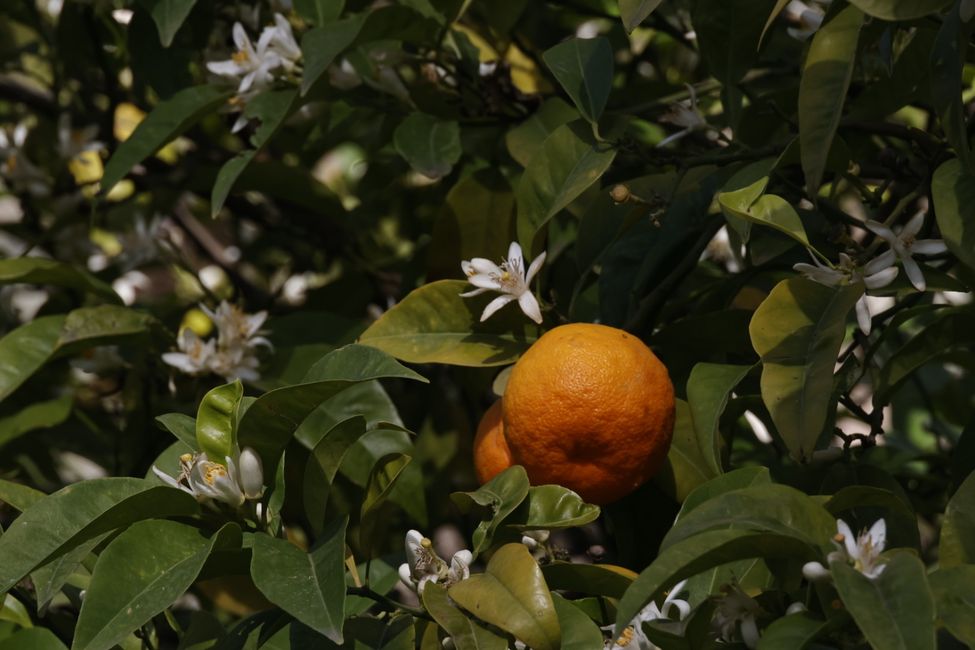 Duftende Orangenblüten🍊