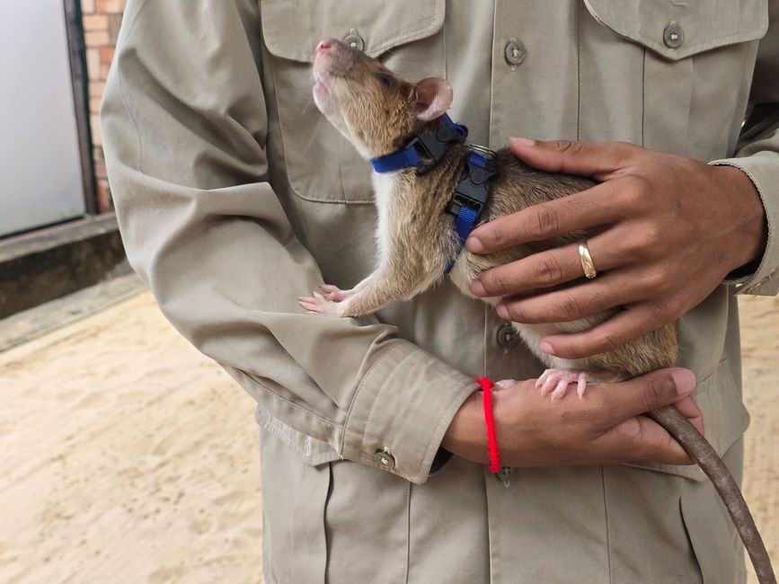 Apopo Hero Rats