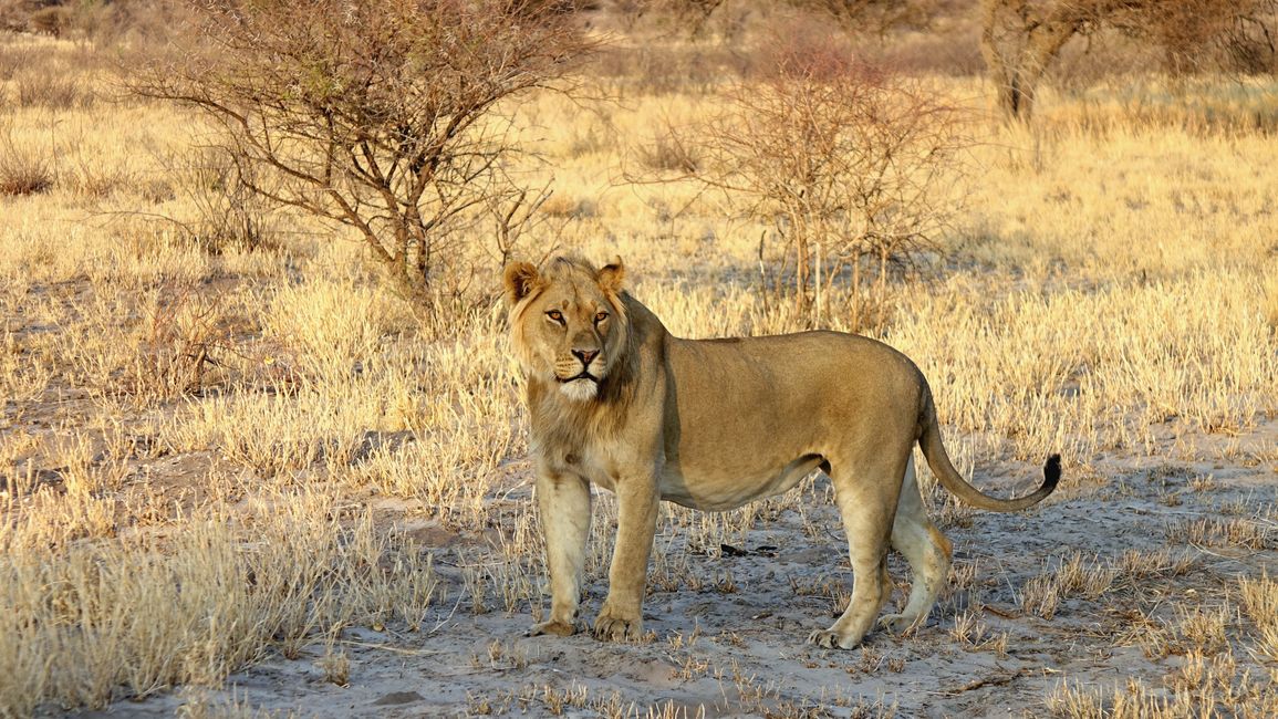 Simbabwe / Botswana 2024