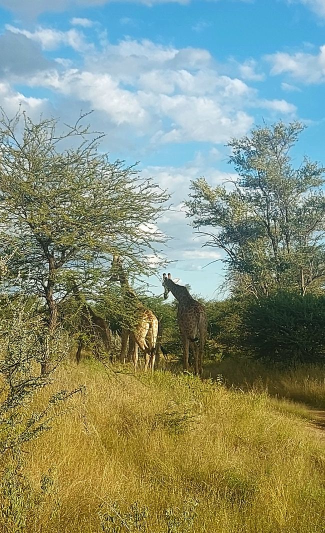 Tiere gucken