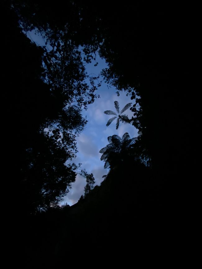 McLarren Falls - Glowworm Tour Ausblick in den Himmel und auf den Mond?