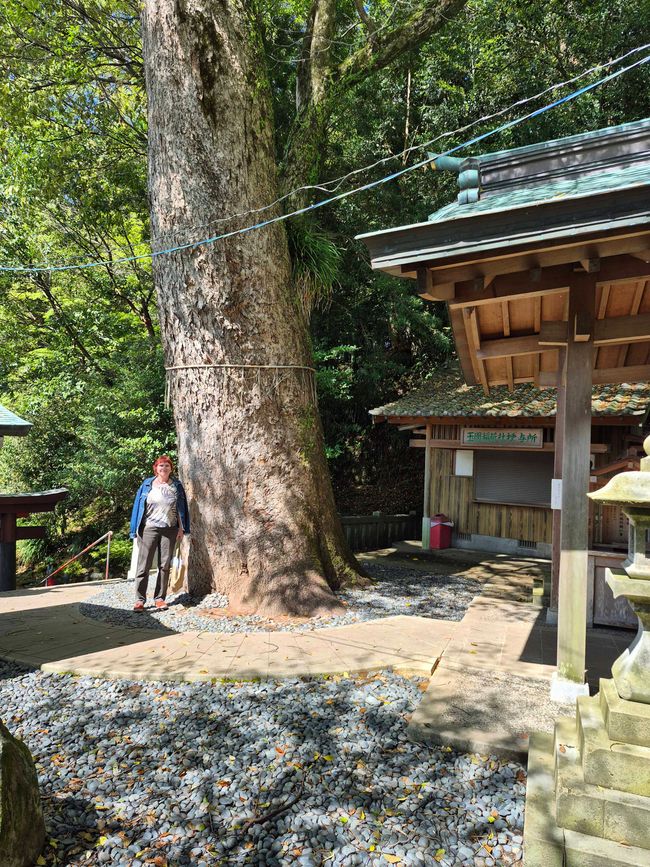 Árbol en el Santuario Suwa