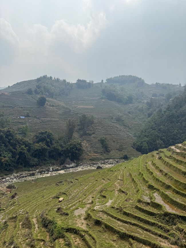 Vista