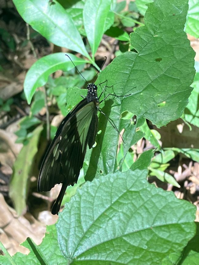 Queen Elizabeth Nationalpark
