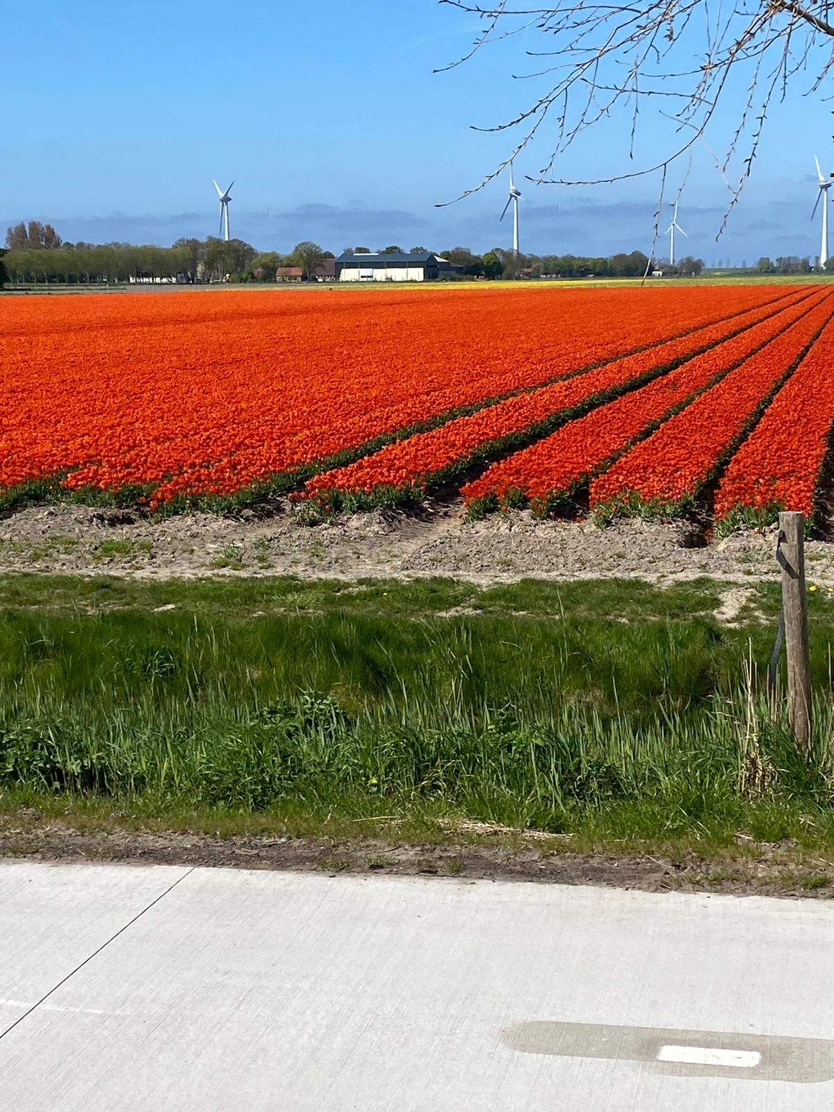 Tulpen in ...