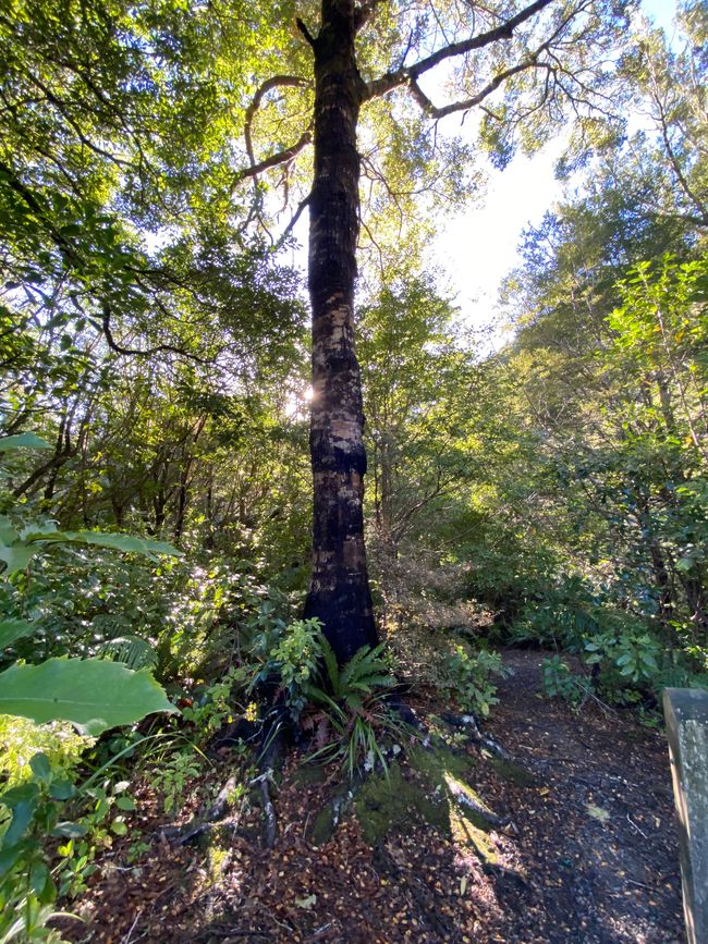 Árbol como punto de referencia