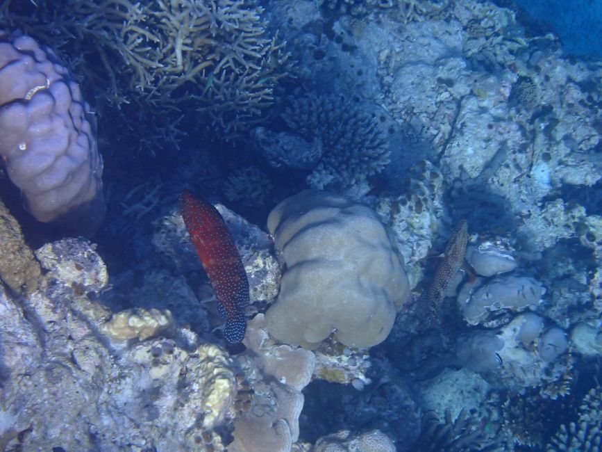 Jewel grouper / Coral grouper
