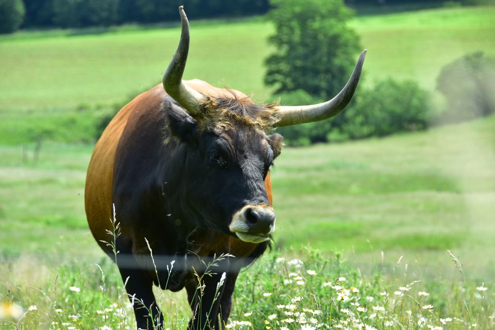 * * * S E C H T A S A F A R I - der Auerochsenweg
bei Bopfingen * * *