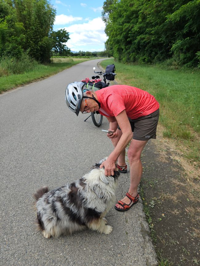 Un chien oblige les cyclistes