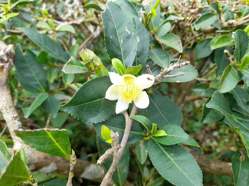 A tea blossom