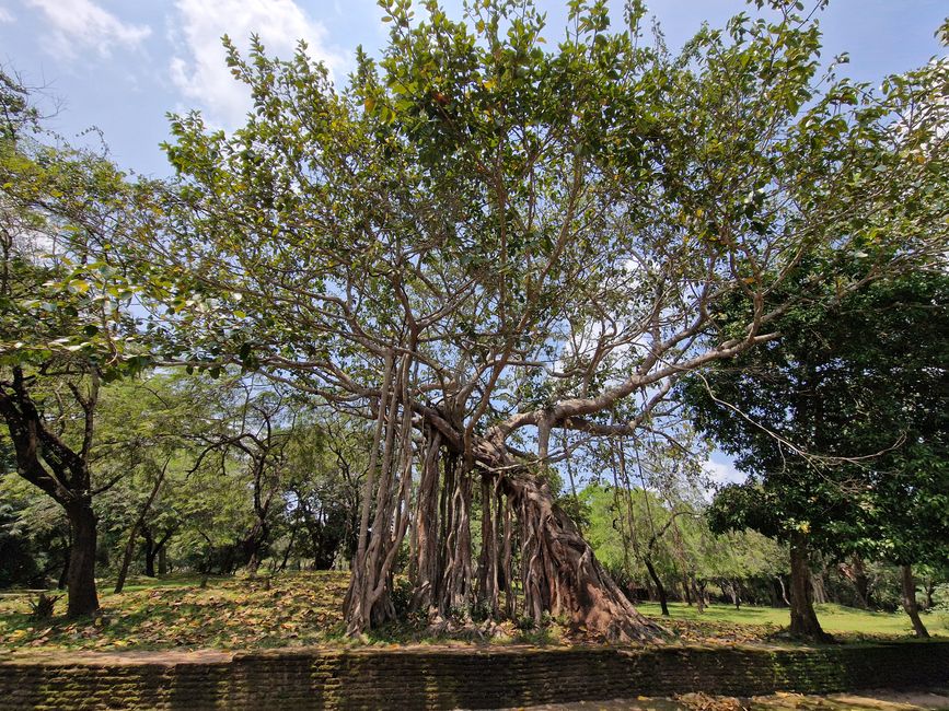 Polonnaruwa - 1000 años de historia y algo aprendido.