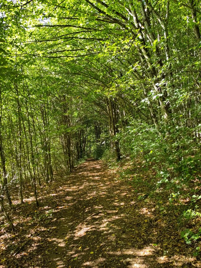 Licht- und Schattenspiele im Wald...