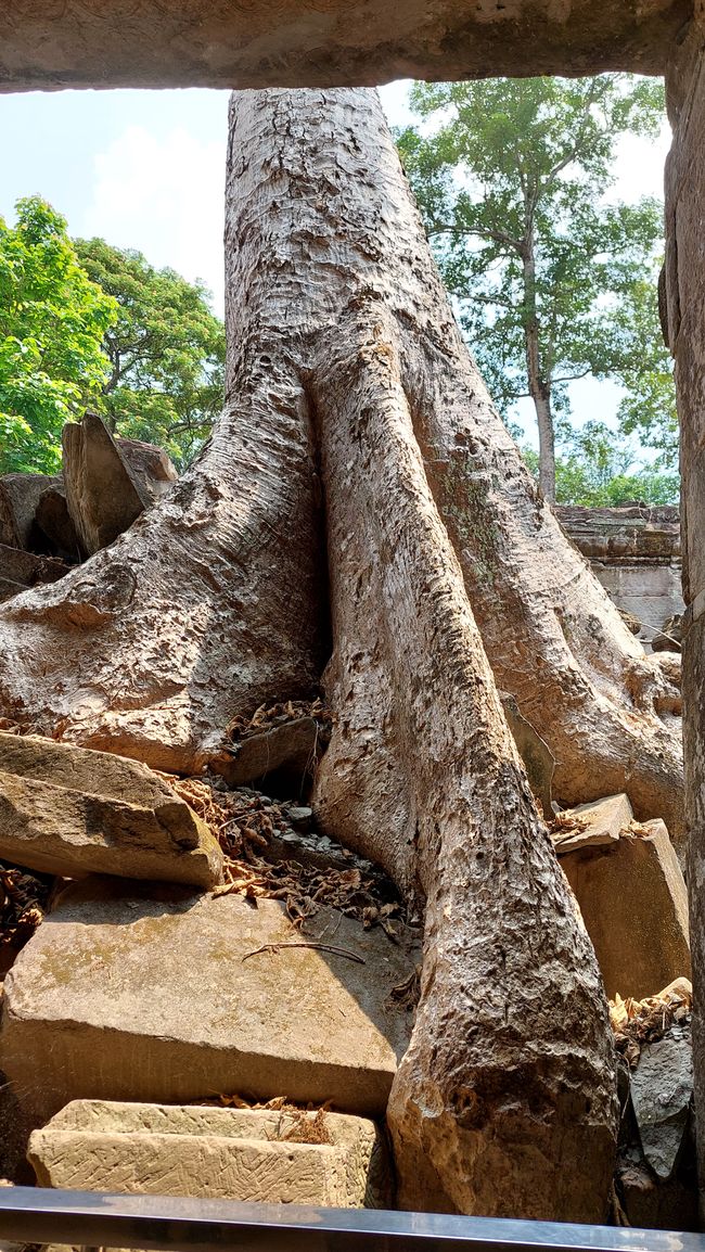 Gigantesques racines