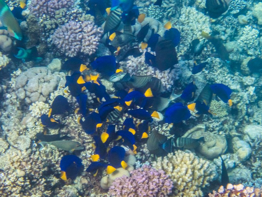 Poisson chirurgien arabe et poissons chirurgiens à nageoires géantes