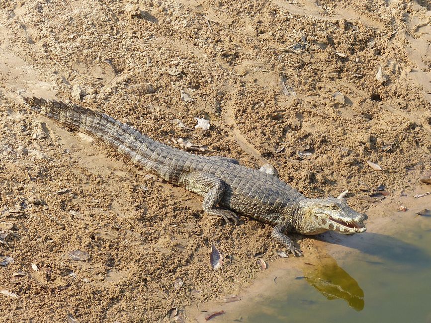 Brasil, A través del Pantanal