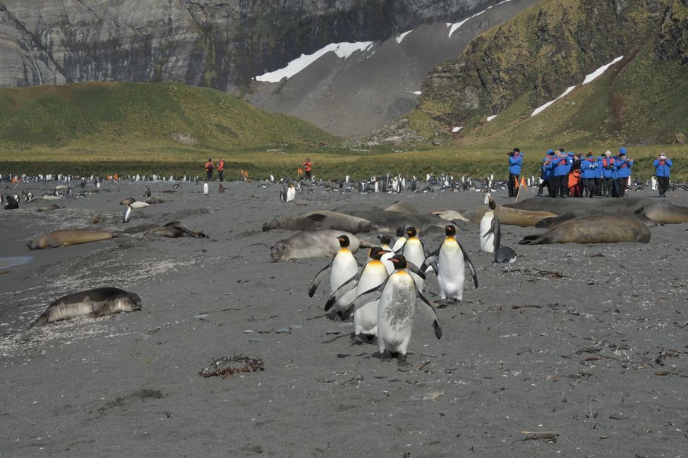 Königspinguine / King penguins