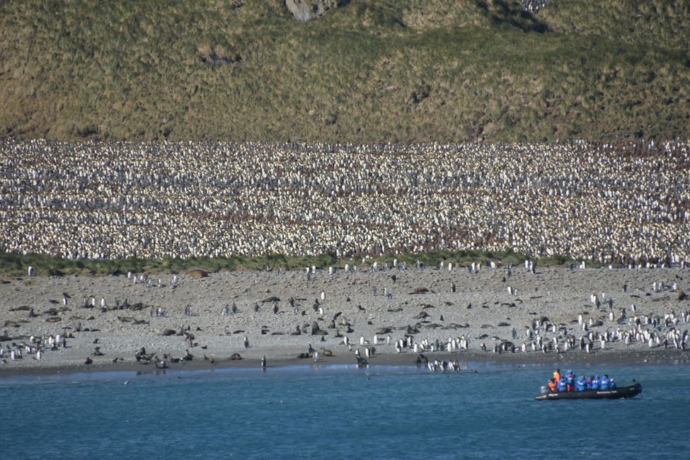 Königspinguin-Kolonie / King penguin colony