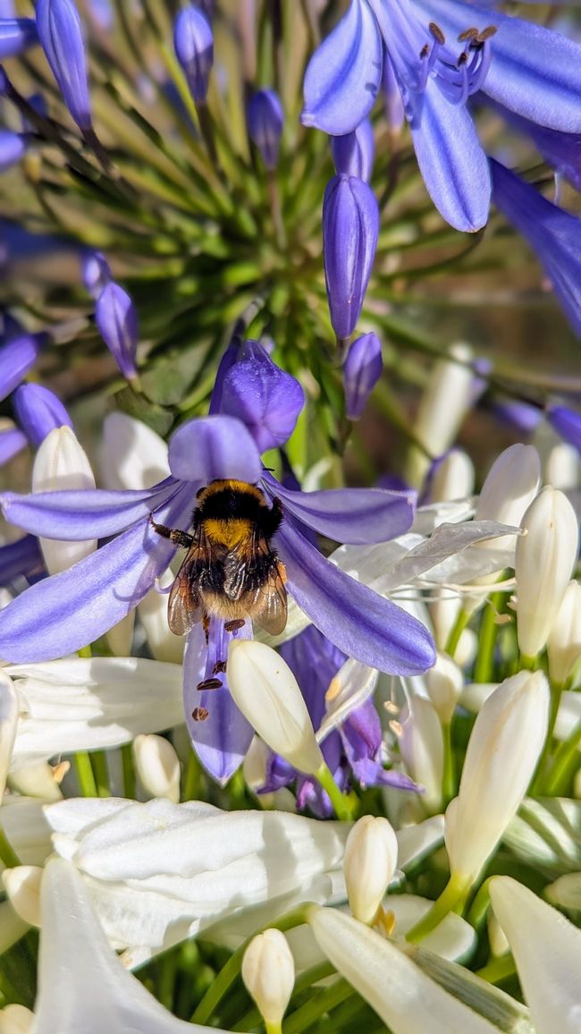 Tag 12: Dem Himmel so nah -  Pico do Areeio