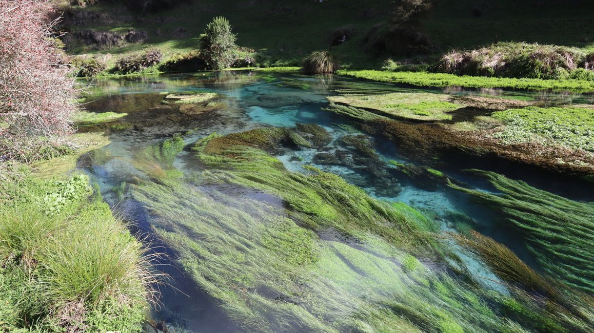 Putaruru Blue Spings Park
