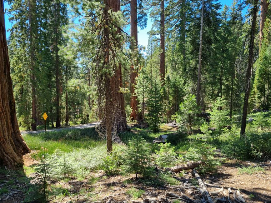 Kalifornien 2025, Tag 6, Yosemite National Park