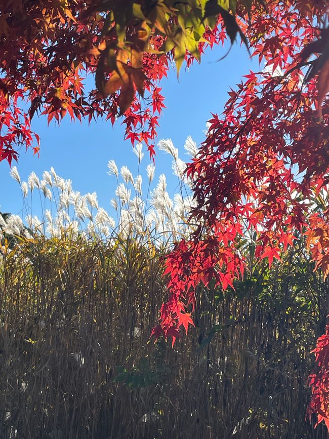 6. Ausflug zum Koli von Japan oder : Schon wieder ne fast-Katastrophe