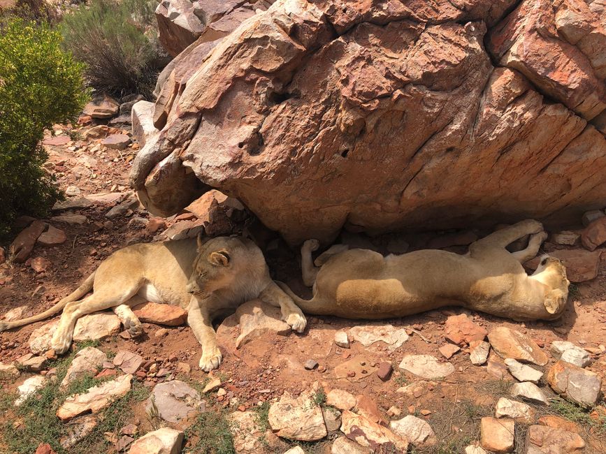 #3 - Ciudad del Cabo - Safari - Los Grandes Cinco