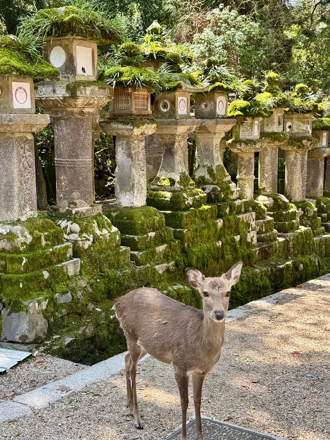 Part 8 Japan 🇯🇵 Kanazawa
