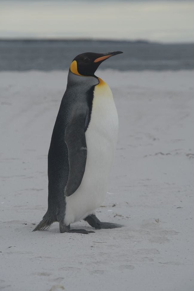 Manchot royal / King penguin