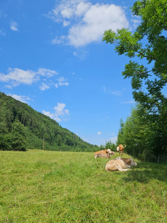 Lazy cows near Kuchl