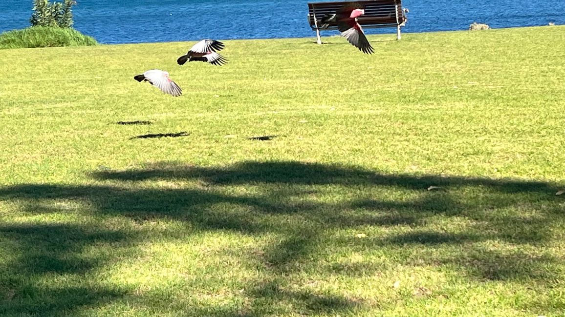 Ceduna