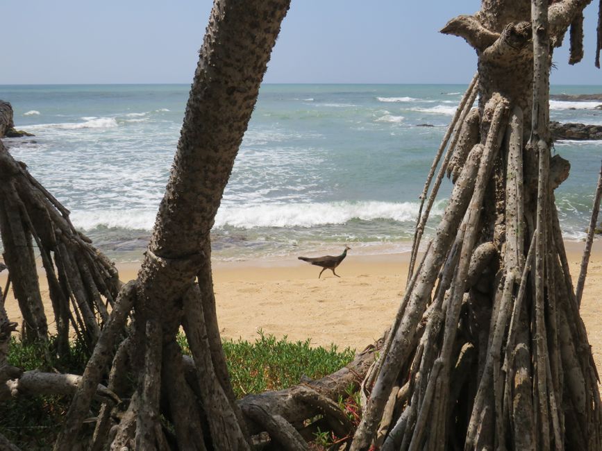 Tangalle - Folie de Plage