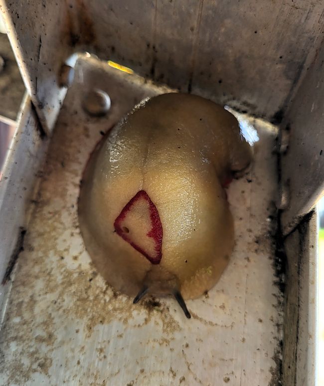 ...and one completely naked—the largest land snail in Australia