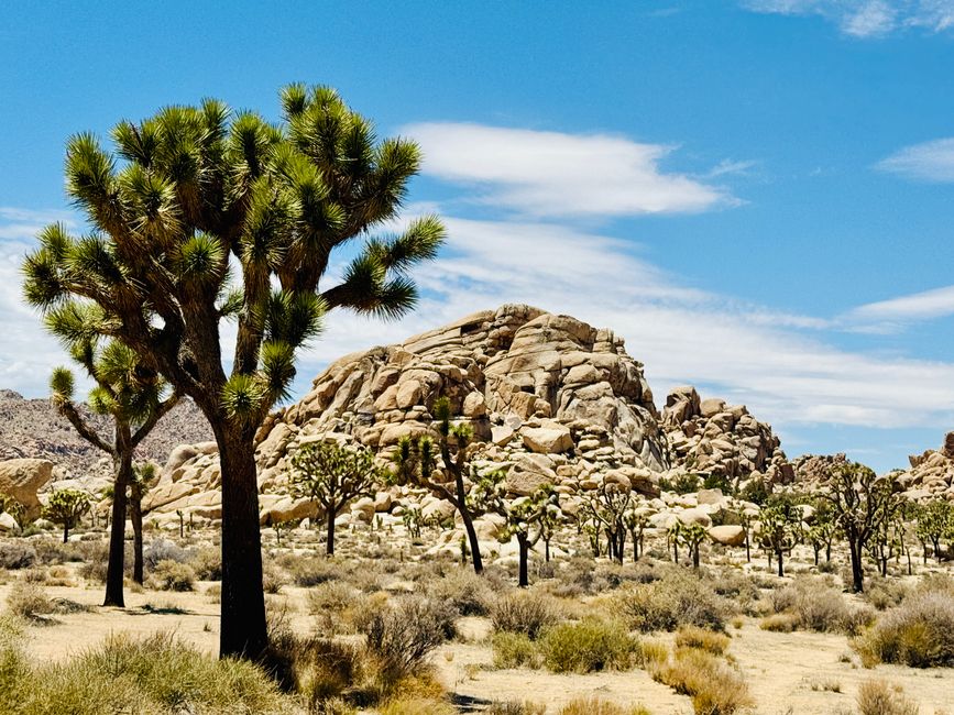 Joshua Tree National Park – Arch Rock & Skull Rock