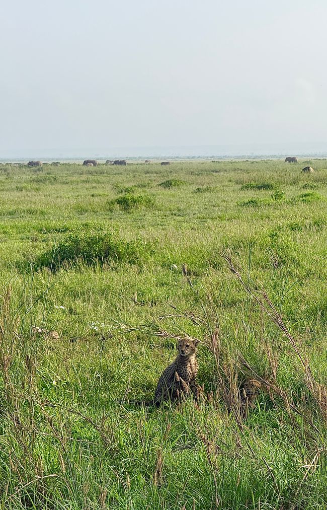 Amboseli und Tsavo West