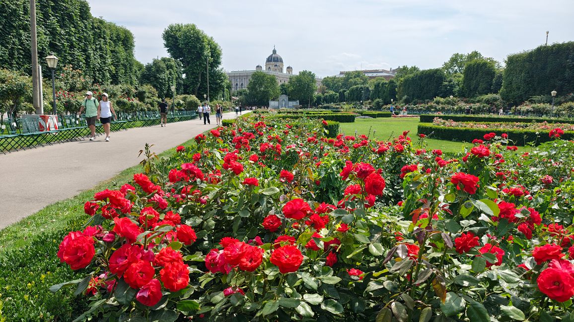 Rosen im Hofgarten