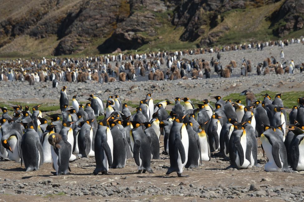 Königspinguine / King penguins